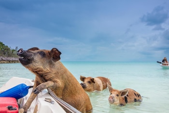 Cayo Big Major, es un