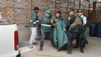 Puma en Tacna: felino ingresa