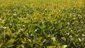 El Real Estate rural mantiene