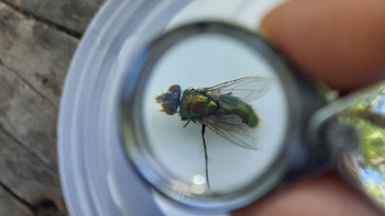 Cuando los domingos iba a