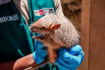 Prácticas tradicionales con animales silvestres,