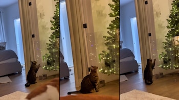 El gato rascaba frenéticamente tratando