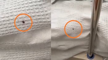 Una chinche de cama, claramente