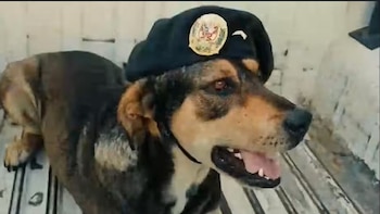 Así fue la despedida de Vaguito: Perro héroe de la PNP que falleció tras varios años de servicio