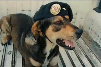 Vaguito, el perro héroe de la Policía Nacional del Perú, recibió un emotivo adiós en Trujillo