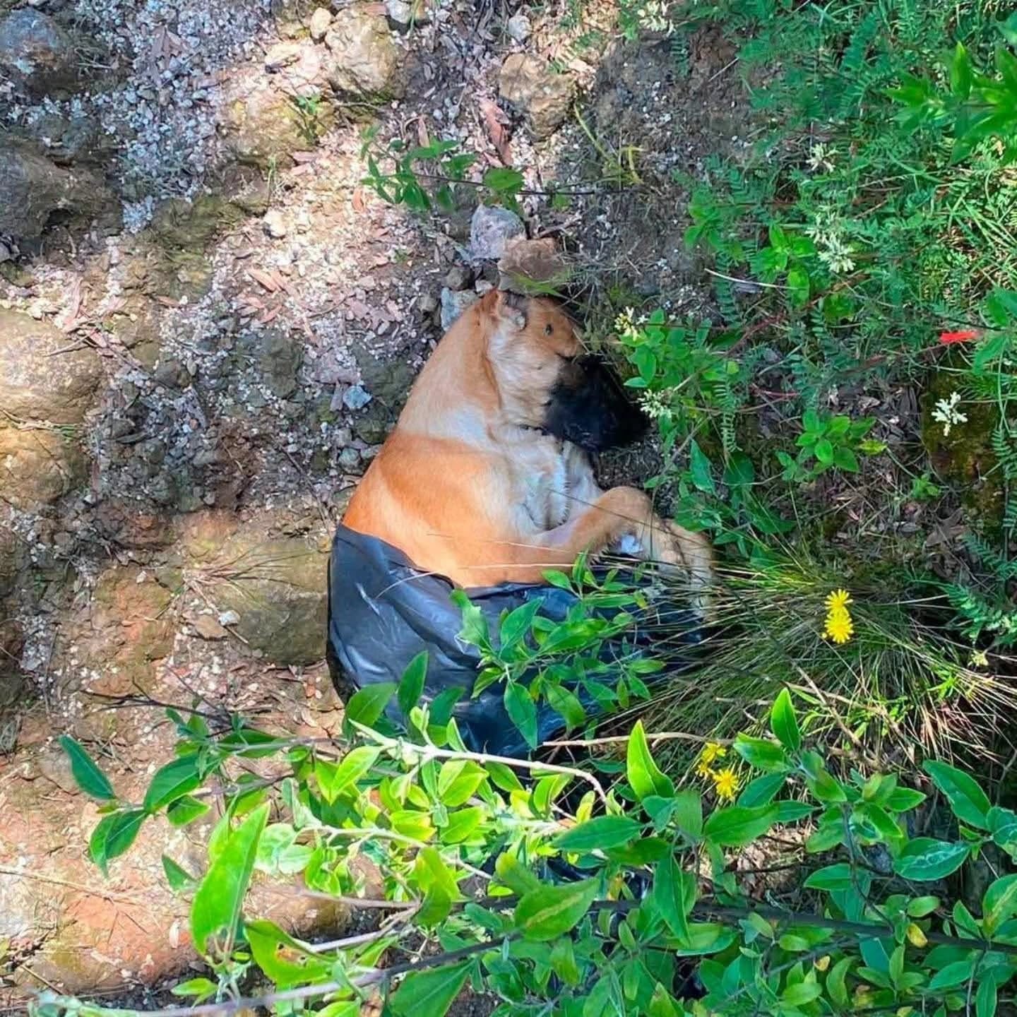 Maltrato animal perros Naucalpan Edomex (especial)
