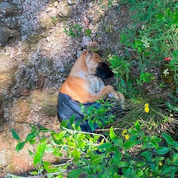 Maltrato animal perros Naucalpan Edomex