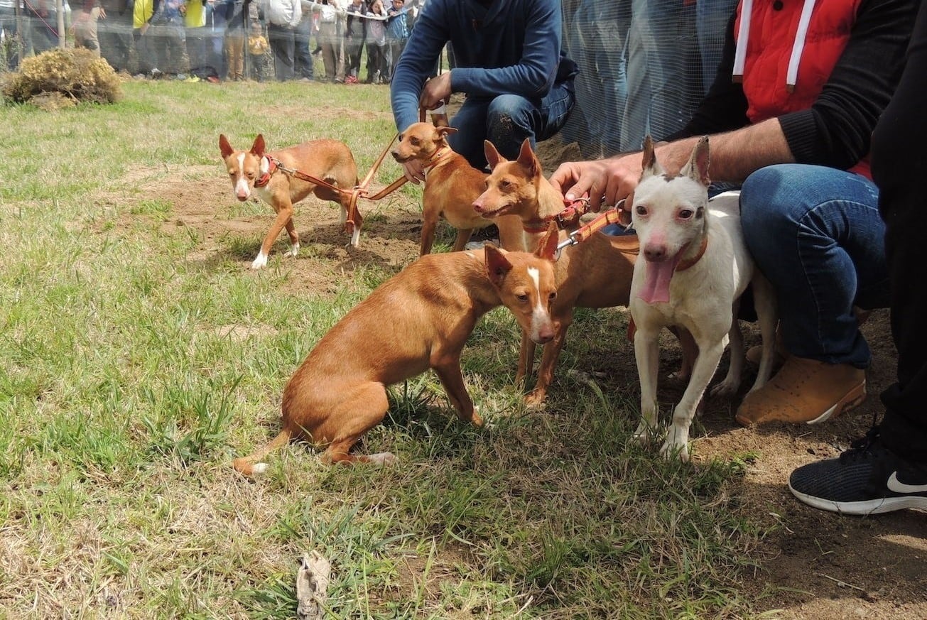 Varios ejemplares de podenco. (Europa Press)
