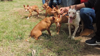 Un año de prisión, retirada de licencia y curso de bienestar animal para los cazadores que mataron a un perro en Málaga