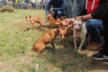 Varios ejemplares de podenco. (Europa Press)