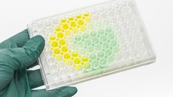 Para el investigador Rabinovich, la