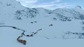 Rescatan un rebaño de 20