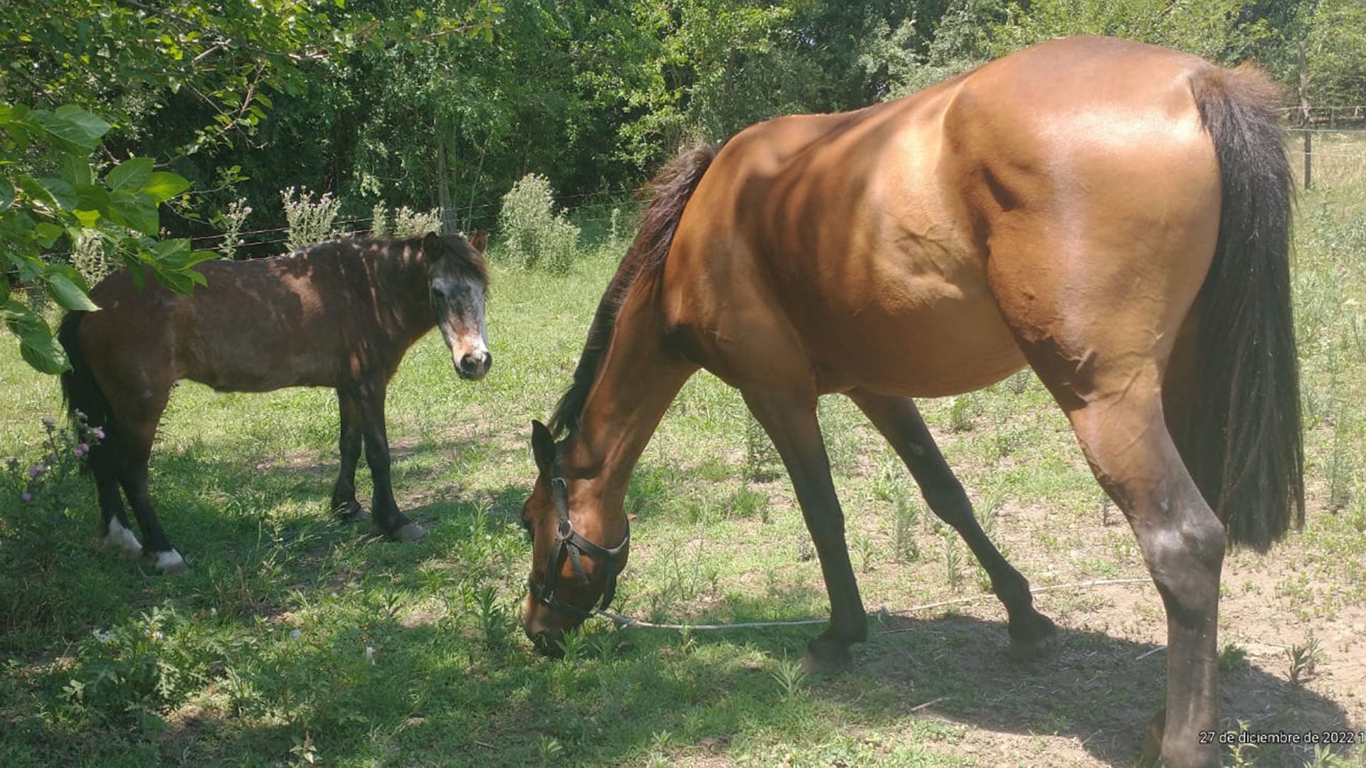 Penélope y Cielito (pybanimal.ezeiza)