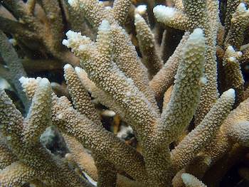 El coral Acropora cervicornis pasa de ser común a estar en peligro crítico en el Caribe (David Burdick, NOAA)