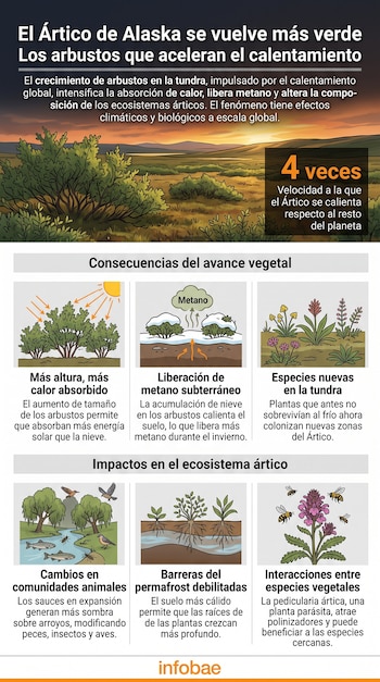 Infografía con un paisaje de tundra y seis recuadros ilustrados sobre vegetación, suelo, fauna y procesos climáticos.