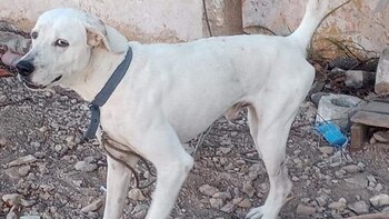 Rufo fue asesinado por un