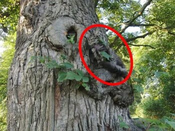 Retos visuales. (Los mejores retos