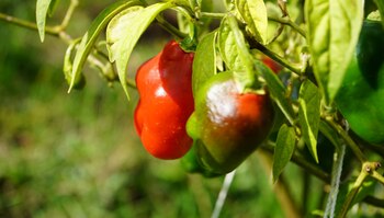 Tocancipá busca frenar alza en