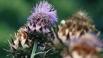 Investigaciones reafirman la importancia de