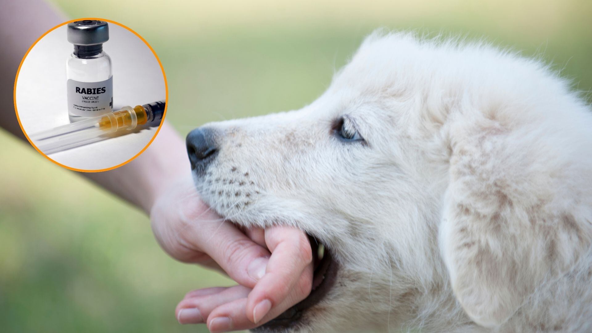 Un perro muerde a una persona y le pega la rabia. (Canva)