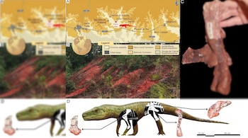 Un mosaico de cuatro paneles muestra: un mapa geológico con ubicación de sitio fósil, una vista de paisaje rojizo, un hueso fósil y una ilustración de un reptil prehistórico.