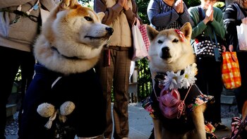 El shiba inu es un