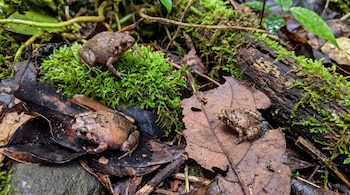 Tres ranas pequeñas sobre hojas secas, musgo verde y un tronco en un ambiente húmedo de bosque.