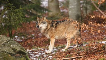 El Santuario de Lobos de