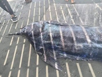 Los pescadores posaron con el