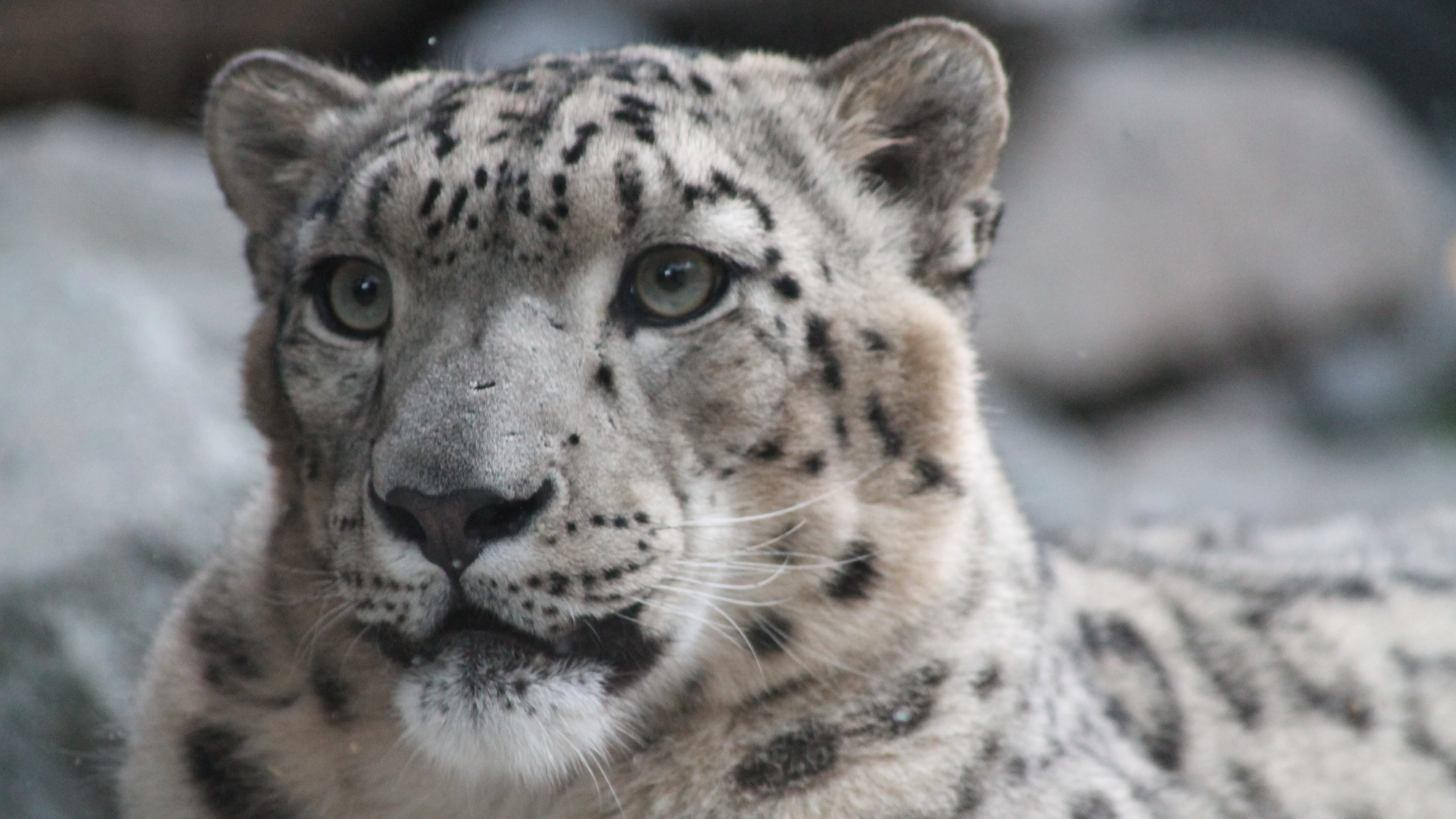 Las simulaciones matemáticas avanzadas explican por qué las manchas de leopardo y las rayas de cebra nunca son idénticas en la naturaleza (Freepik)