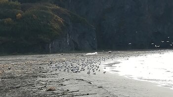 Greenpeace pidió a las autoridades