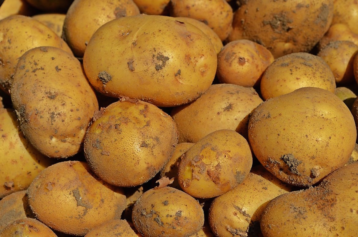 Esta es la manera correcta de conservar las patatas en casa (Pixabay)