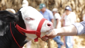 Nace “Clarita”, primera ternera por