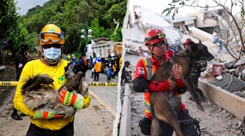 Fotografía dividida: Izquierda, rescatista con casco amarillo, mascarilla y gafas sostiene perro. Derecha, rescatista con casco rojo y gafas carga perro en escombros.