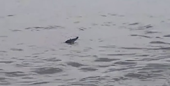 El cocodrilo estaba nadando en