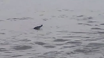 Un cocodrilo asustó a los