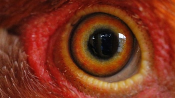 La carne de estos dos animales de Perú cruzará miles de kilómetros para llegar a Singapur, uno de los mercados más exigentes del mundo