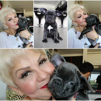 Benito (un perro de raza