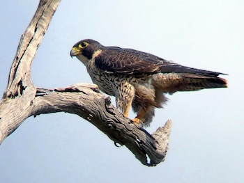 Un Halcón Shaheen de plumaje oscuro y pecho rayado con ojos amarillos se posa sobre una rama seca y rugosa contra un cielo azul claro