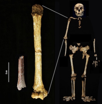 Homo floresiensis, conocidos como 'hobbits',