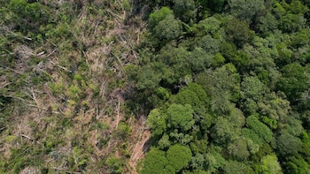 Advierten que la Amazonía podría