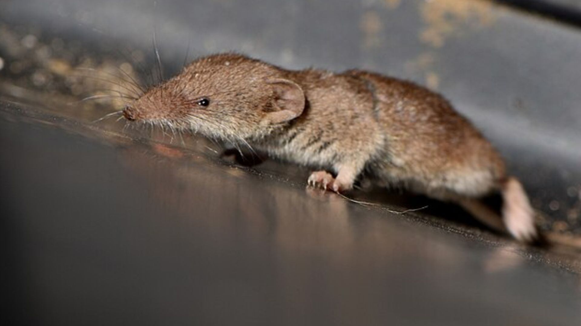 El mustiolo o musaraña debe alimentarse constantemente con el propósito de no morir de frío. / Wikimedia Commons