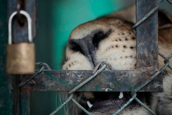 "Hay cientos de denuncia sobre
