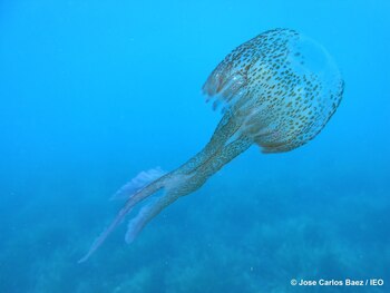 Científicos alertan de que las proliferaciones de medusas afectan a las poblaciones de sardina y anchoa en el Mediterráneo. (IEO / Europa Press)