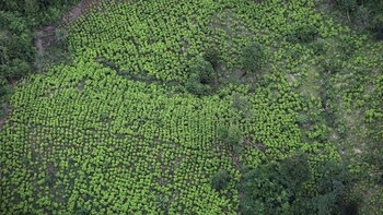 Cultivo de coca en parques