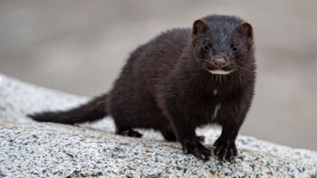 Probarán una vacuna contra el