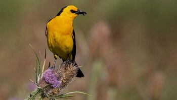 "Cuantificar la abundancia de una