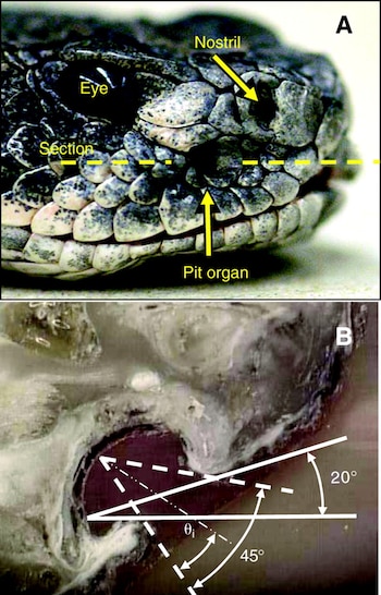 Fotografía lateral de la cabeza de una serpiente con etiquetas en las fosetas y un esquema inferior con medidas de ángulos