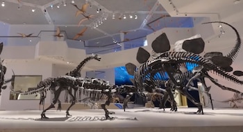 Sala de museo con múltiples esqueletos de dinosaurios, incluyendo uno grande con placas dorsales, y varios esqueletos de pterodáctilos volando