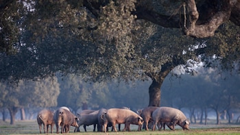 El cerdo y el aceite de oliva conquistan fronteras: son los alimentos españoles que más se venden en el extranjero